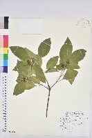 藏品(白臼)的圖片