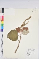 藏品(野桐)的圖片