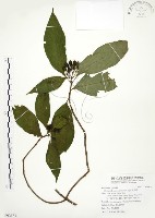 藏品(毛玉葉金花)的圖片