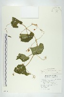 藏品(青牛膽)的圖片