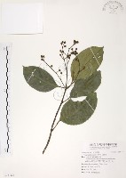 藏品(山香圓)的圖片