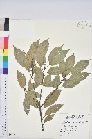 藏品(青剛櫟、鐵椆)的圖片
