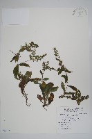 藏品(盾果草)的圖片