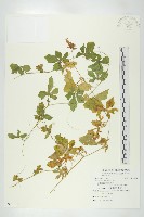 藏品(苦瓜)的圖片