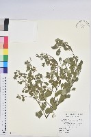 藏品(密花白飯樹)的圖片