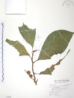 藏品(豬母乳、水同木)的圖片