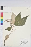 藏品(白匏子)的圖片