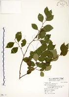 藏品(內苳子)的圖片