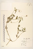 藏品(長柄菊)的圖片