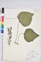 藏品(蟲屎)的圖片