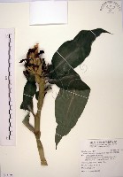 藏品(絹毛鳶尾、閉鞘薑)的圖片