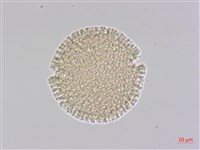 藏品(夏香)的圖片