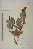 藏品(裸實)的圖片