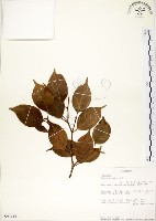 藏品(白榕、垂榕)的圖片