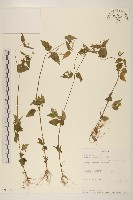 藏品(小米菊)的圖片