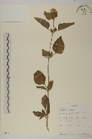 藏品(霍香薊)的圖片