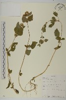 藏品(霍香薊)的圖片