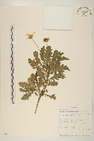 藏品(情人菊)的圖片