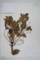 藏品(伯爾硬胡桃、酒樹)的圖片