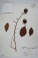 藏品()的圖片