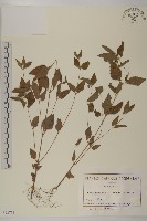 藏品(離藥金腰箭)的圖片