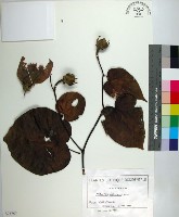 藏品(黃槿)的圖片