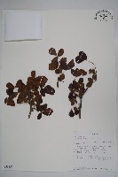 藏品()的圖片