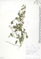 藏品(小葉括根)的圖片