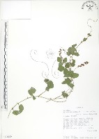 藏品(小葉括根)的圖片