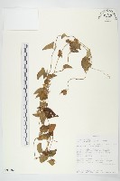 藏品(吊鐘藤)的圖片