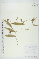 藏品(戟葉菜欒藤)的圖片