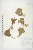 藏品(吊鐘藤)的圖片