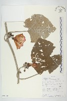 藏品(紅腺葉藤)的圖片