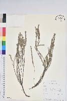 藏品()的圖片