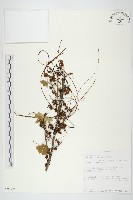 藏品()的圖片