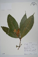 藏品(白燭蘆莉)的圖片