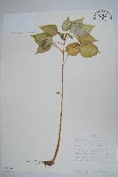 藏品(非洲鳳仙花)的圖片