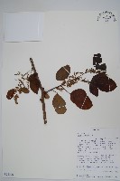 藏品()的圖片