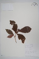 藏品()的圖片