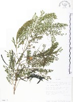 藏品(銀合歡)的圖片