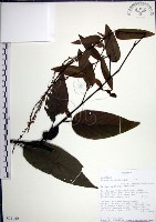 藏品(大葉山螞蝗)的圖片