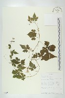 藏品(苦瓜)的圖片
