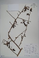 藏品()的圖片