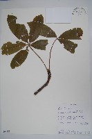 藏品(猢猻木)的圖片