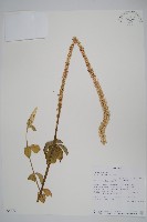 藏品(土牛膝)的圖片