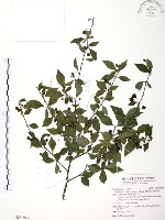 藏品(燈稱花、烏雞骨)的圖片