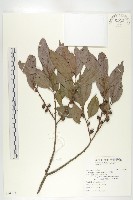藏品(山紅柿)的圖片