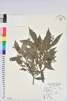 藏品(密花五月茶)的圖片