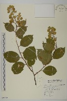 藏品(雷公藤)的圖片