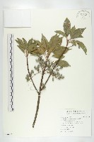 藏品(薯豆)的圖片